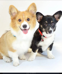 CUTE PUPPYS5576