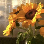 SunFlow Studio