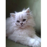 kawaii cats and kittens