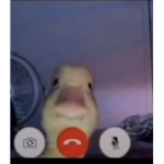 Ducks2