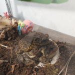 Toads are cute