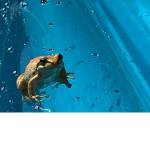 Frogs!!