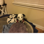 The Funny Dalmatian