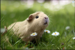 Guinea Pig Fan-Club!!