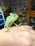 Murder Chameleon!