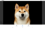 Doge till the end