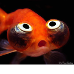 The fish Religion