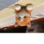 Fluffy cat games