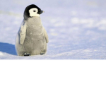 Chick and penguins