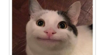 I love cats and u should to