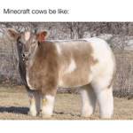 Official Minecraft cow group
