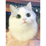 m e w :3