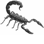 Scorpinax
