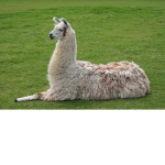 Moon With Llamas