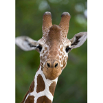Giraffes...Giraffes