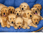Puppy Armyy