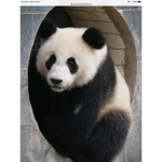 Pandas_lit