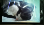 Join of you like Cats