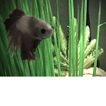 The fish people and Friends