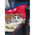 모모그룹