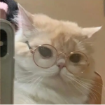 Bella the cats group