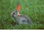 Respect The Bunny