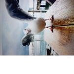Seagull company