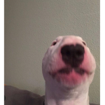 Bepis Doggo