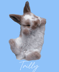 I CONIGLIETTI DI TRILLY