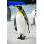 The Penguini Group