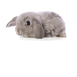 Bunny Simulator