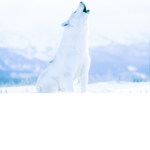 Planet Wolf