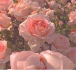 Angelic Roses :3