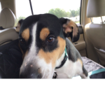DOGS_arethebest
