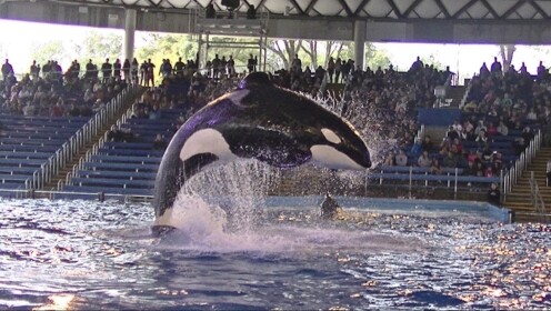 SeaWorld Texas | orca show | antonio texas
