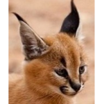 ryskaterys