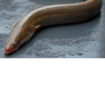 The confederate association of the eel states