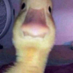 The duckz.
