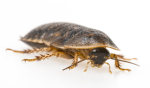 Dubia roach fan squad