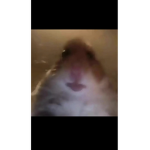 hamsterxgang