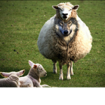 Wolf In Sheep's Clothing