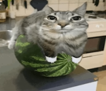 wabermelon cat