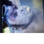 Monkeys Dreamers