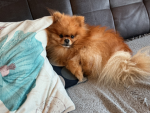 Ich liebe hunde123456789