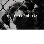 END ANIMAL ABUSE!