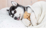 Sleepy fur babies