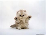 KRAZY KITTY ####