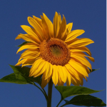 Sunflower Clothing (Cat)