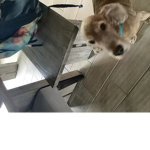 Apex is the best dog in the world