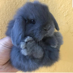 animals but fluffy